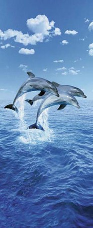 Perfect Synchronicity - Three Dolphins