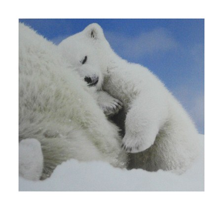 Polar Bear Family, Polar Bears - PopArtUK