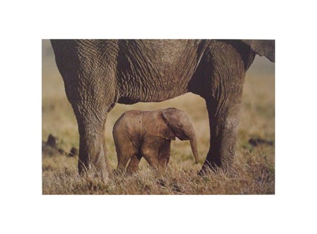 Elephant and Calf - Steve Bloom