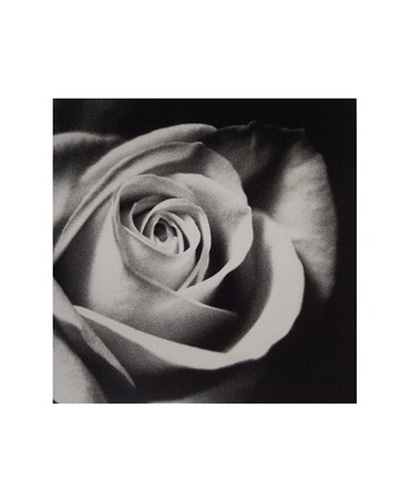 White Rose - Michael Banks
