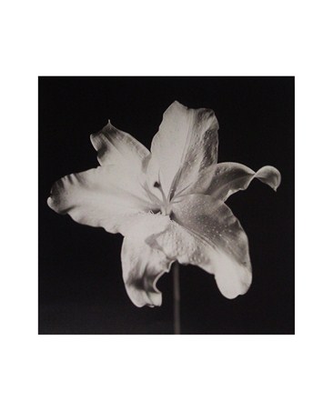 Lily - Michael Banks