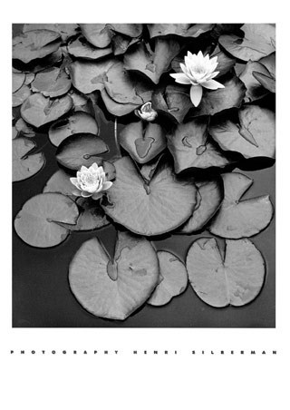 Waterlilies - Henri Silberman