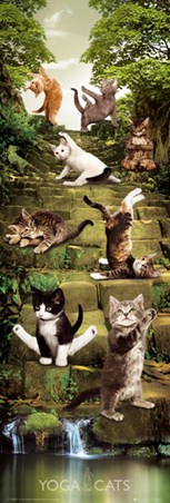 Salute to the Sun - Yoga Cats