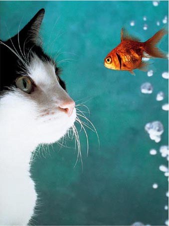 Cat and Fish - By Vikki Hart