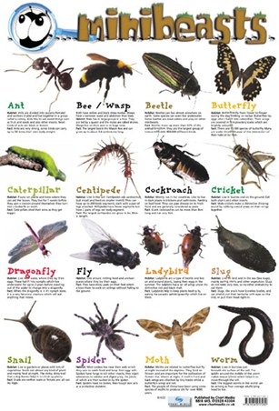 Flying Insect Identification Chart