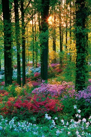 A Feast of Colour - Flowers in the Forest