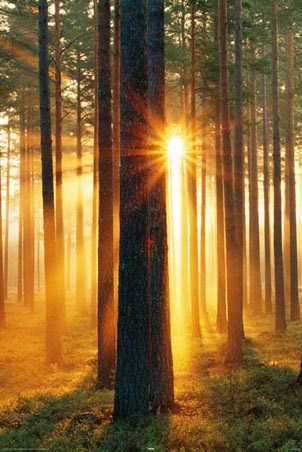 Breaking Through the Trees - Sunbeams in the Forest