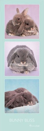 Bunny Bliss - By Rachael Hale