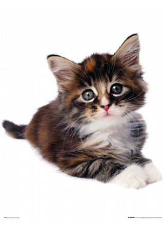 Little Kitten - The Cat