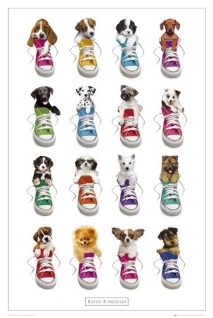 Puppies in Trainers - Keith Kimberlin