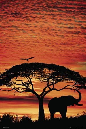 Safari Silhouette, African Sunset Poster - Buy Online