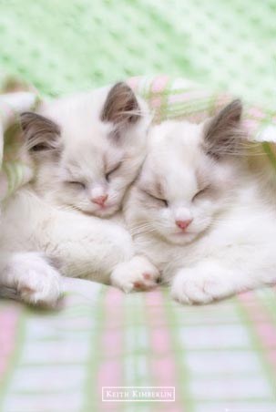Sleepy Cats - Keith Kimberlin