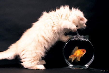 lgpp30341+happy-fishing-cat-and-goldfish