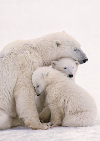 Polar Bear Family - Polar Bears