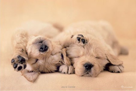 lgpp31331+jay-and-connie-adorable-puppies-by-rachel-hale-poster.jpg