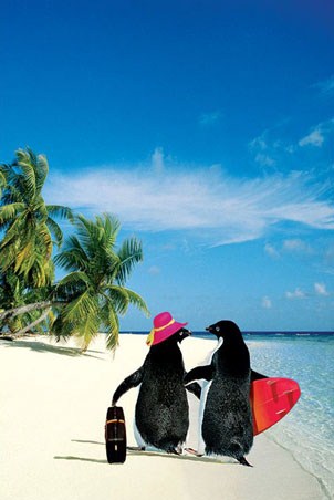 Penguin Paradise - Penguins on Holiday