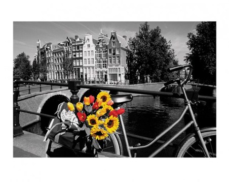 Tulips from Amsterdam - Colourful Blooms
