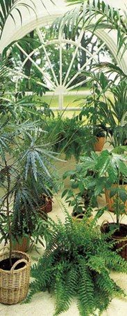 La Serre - The Greenhouse