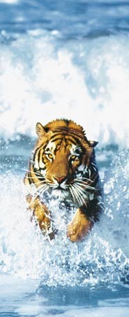Bengal Tiger - 2 Sheet Door Mural
