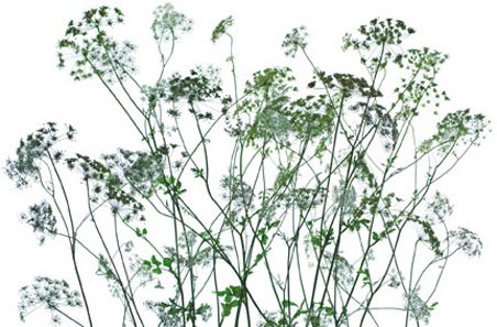 Plant Silhouette by Dave Brullmann - Plant life Mini Mural