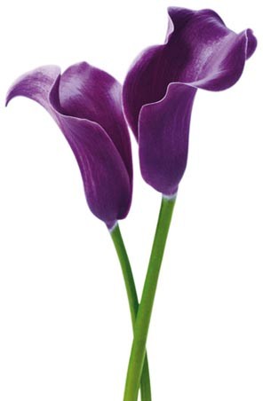 Purple Calla Lilies - Photography Mini Mural