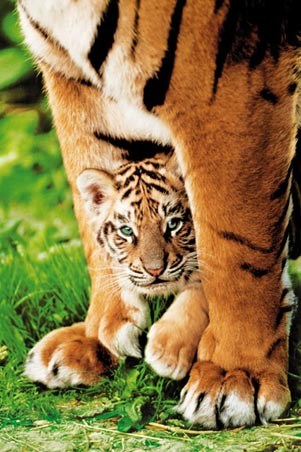 Mother and Cub - Cute Tiger Cub Protected By Mother