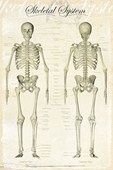 The Skeletal System Bones