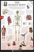 The Human Body Dorling Kindersley