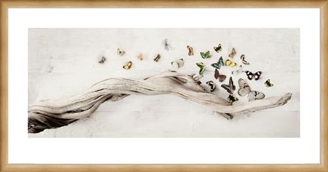 Framed Framed Drift of Butterflies - Ian Winstanley