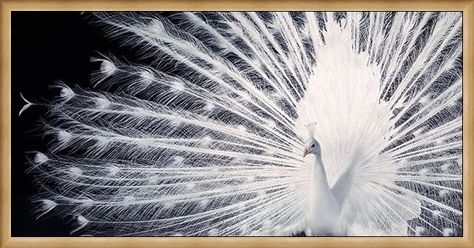 Framed Framed Courtship - Tim Flach