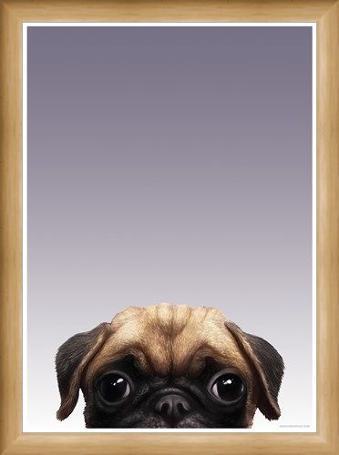 Framed Framed Pug - Inquisitive Creatures