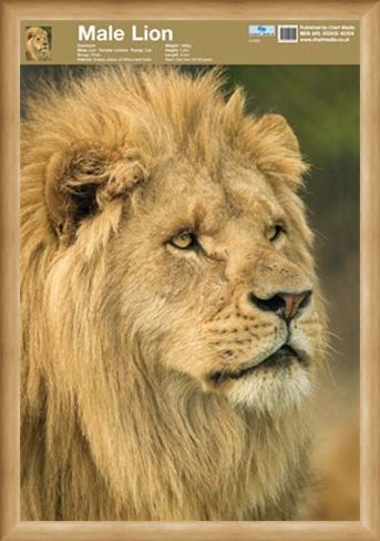 Framed Framed Animal World - Lion