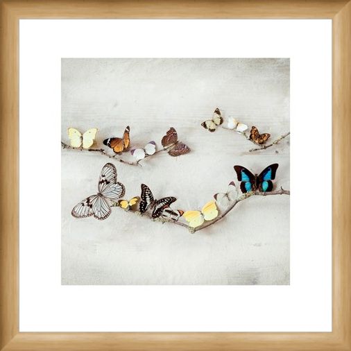 Framed Framed Array of Butterflies - Ian Winstanley