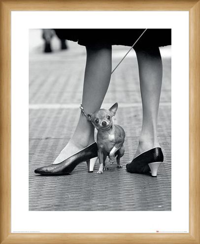 Framed Framed Chihuahua - Time Life