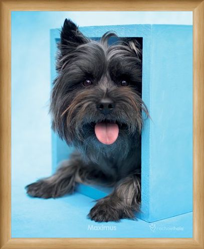 Framed Framed Maximus the Puppy - By Rachael Hale