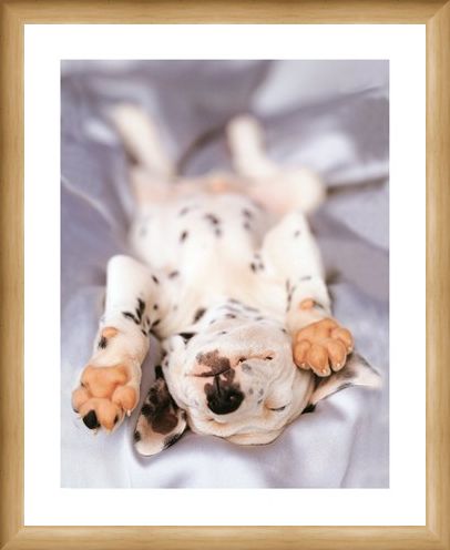 Framed Framed Monty - Rachael Hale