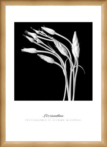 Framed Framed Lizzianthus - Richard McConnell