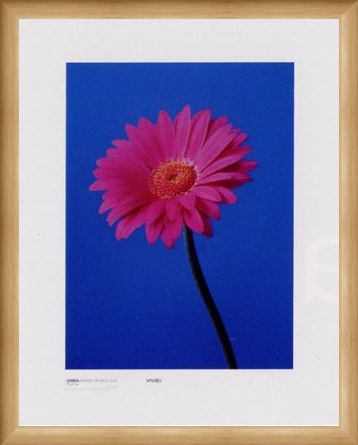 Framed Framed Gerbera Serenity - Masao Ota