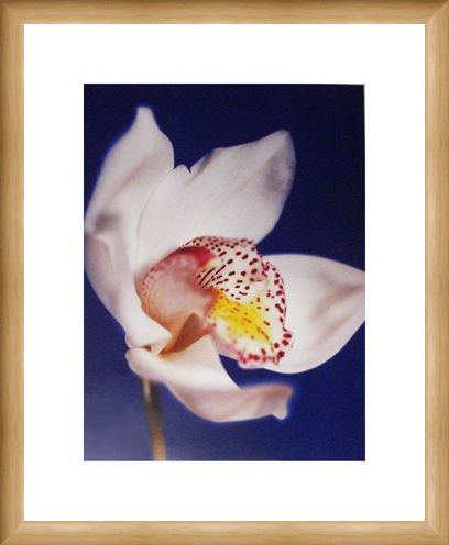 Framed Framed Orchid - Michael Banks