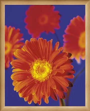 Framed Framed Red Flowers - Gerberas
