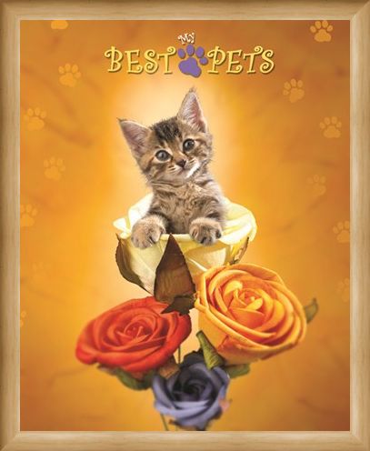 Framed Framed Cat amongst the Roses - My Best Pets