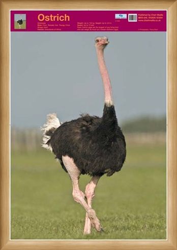 Framed Framed Ostrich - Wildlife Fun Facts