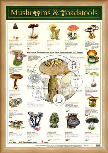 Framed Framed Mushrooms & Toadstools - Fungi