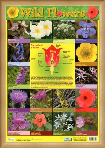 Framed Framed Wild Flowers - Parts of a Flower