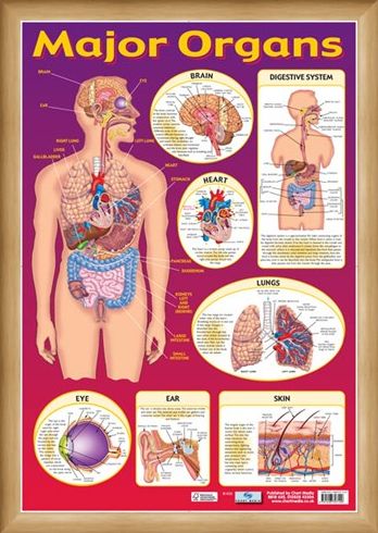 Framed Framed Find Your Way Around the Human Body! - Major Organs of The Body