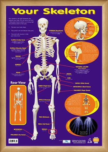 Framed Framed Your Skeleton - 206 Bones In The Body