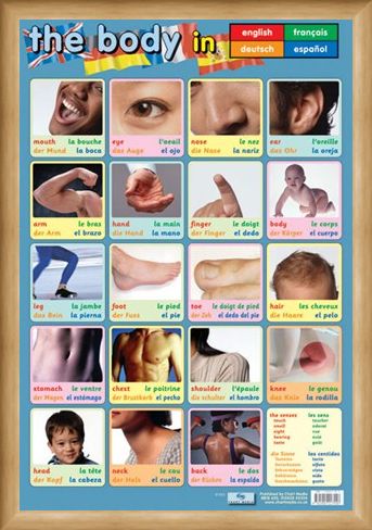 Framed Framed Body Parts - Language Guide