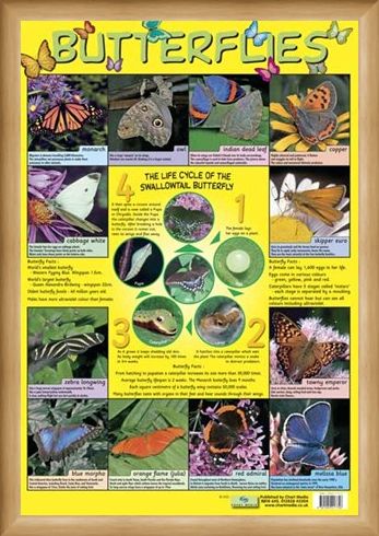 Framed Framed Butterflies - Life Cycle