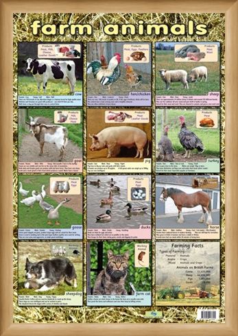 Framed Framed Farm Animals - Down On The Farm