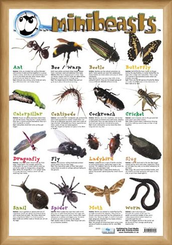 Framed Framed Mini Beast - Creepy Crawlies